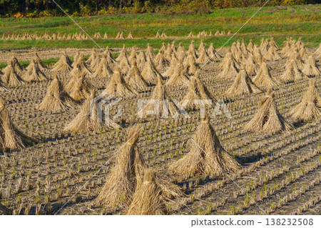 Straw bundles lined up in rice paddies after the harvest: A traditional Japanese rural scene. 138232508