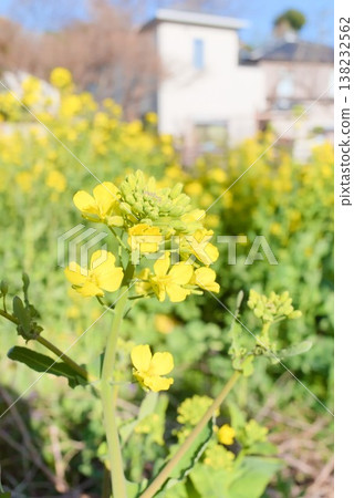 春日里，油菜花在居民區背景下盛開，構成了一幅美麗的景象。 138232562