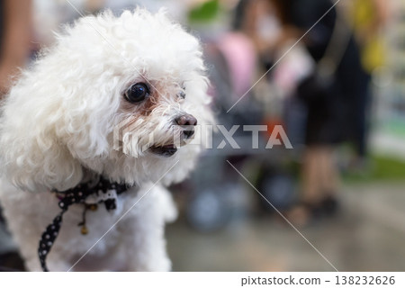 cute white poodle dog closeup portrait with curly fur and bright eyes pet companion indoors shallow depth of field soft background bokeh cute white poodle dog closeup portrait with curly fur and bright eyes pet companion indoors shallow depth of field soft background bokeh 138232626