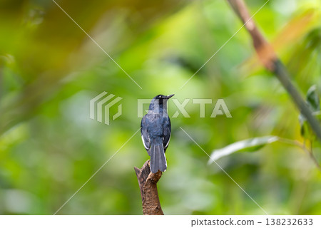 magpie robin perched on branch with dark plumage in natural green background wildlife bird alert posture and soft bokeh outdoor environment magpie robin perched on branch with dark plumage in natural green background wildlife bird alert posture and soft bokeh outdoor environment 138232633