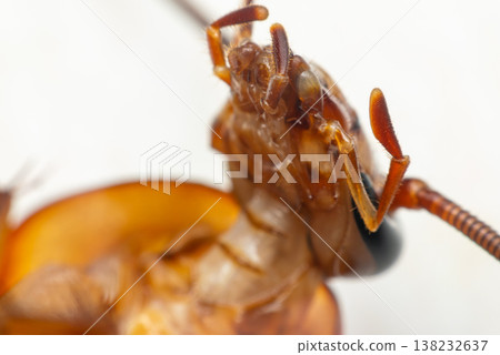 macro closeup of cockroach head and antenna showing texture detail pest insect biology contamination risk hygiene problem indoors 138232637