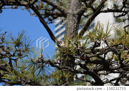 Sparrows at Takeshiba Pier 138232735