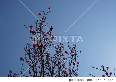 葛西臨海公園的桃花 葛西臨海公園的桃花 138232757