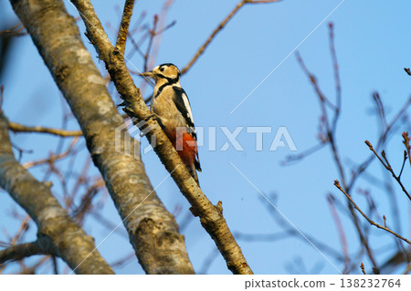 A Great Spotted Woodpecker perched on a tree trunk; a wild woodpecker in Hokkaido. A Great Spotted Woodpecker perched on a tree trunk; a wild woodpecker in Hokkaido. 138232764