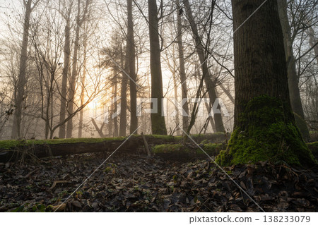 Mystic forest, Schwerte, North Rhine Westphalia, Germany Mystic forest, Schwerte, North Rhine Westphalia, Germany 138233079
