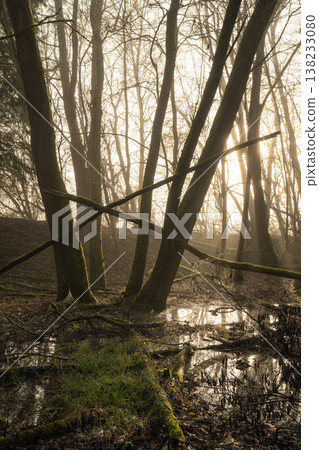 Mystic forest, Schwerte, North Rhine Westphalia, Germany Mystic forest, Schwerte, North Rhine Westphalia, Germany 138233080
