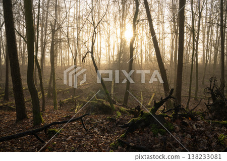 Mystic forest, Schwerte, North Rhine Westphalia, Germany Mystic forest, Schwerte, North Rhine Westphalia, Germany 138233081