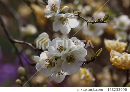 ≪城山卡塔栗村≫ 雪花蓮 138233096