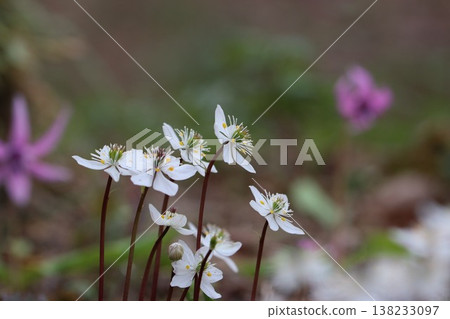 ≪Shiroyama Katakuri Village≫ Snowdrop ≪Shiroyama Katakuri Village≫ Snowdrop 138233097