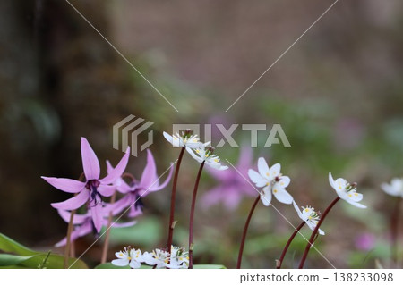 ≪城山卡塔栗村≫ 雪花蓮 ≪城山卡塔栗村≫ 雪花蓮 138233098