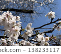 Cherry blossoms on a clear spring day 138233117