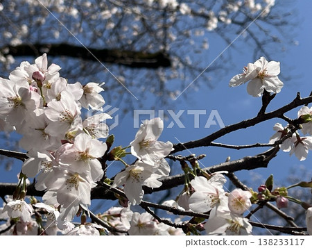 Cherry blossoms on a clear spring day Cherry blossoms on a clear spring day 138233117