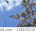 Blue sky and cherry blossoms 138233118