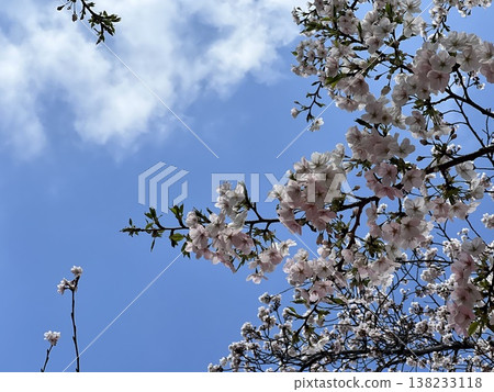 Blue sky and cherry blossoms Blue sky and cherry blossoms 138233118