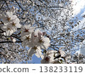 Cherry blossom tunnel 138233119