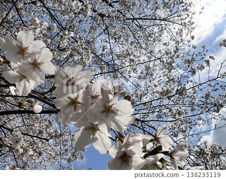 櫻花隧道 櫻花隧道 138233119