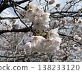 Cherry tree in full bloom  138233120