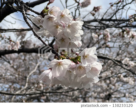櫻花盛開 138233120