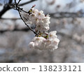 Sakura taking spring sunlight 138233121
