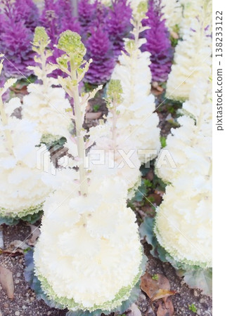 A winter flowerbed scene featuring white ornamental cabbages. A winter flowerbed scene featuring white ornamental cabbages. 138233122
