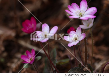 ≪Shiroyama Katakuri Village≫ Snowdrop ≪Shiroyama Katakuri Village≫ Snowdrop 138233129