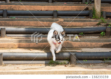 Chihuahua with adorable expression 138233159