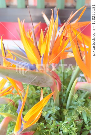 Close-up of tropical plants, including the bird of paradise flower. 138233181