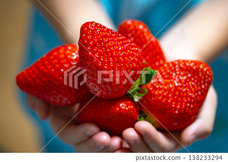 A little girl holding ripe strawberry in hands. Harvest of fresh strawberry 138233294