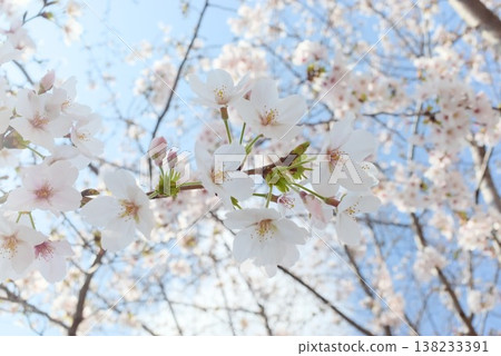 A copy space template featuring cherry blossom branches reaching towards the blue sky and flowers in full bloom, perfect for spring tourism promotion. A copy space template featuring cherry blossom branches reaching towards the blue sky and flowers in full bloom, perfect for spring tourism promotion. 138233391