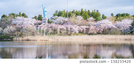 青森縣奧入瀨町伊調公園的櫻花盛開。 青森縣奧入瀨町伊調公園的櫻花盛開。 138233420