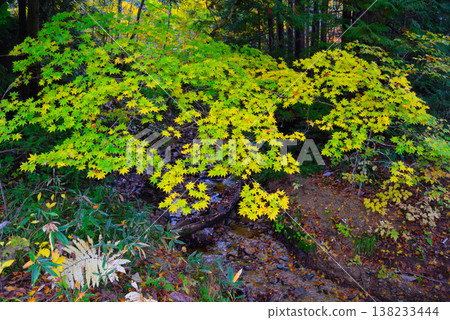 Yagen Gorge in late autumn (Mutsu City, Aomori Prefecture) 138233444