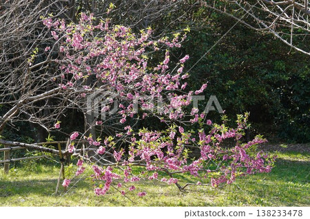 葛西臨海公園的桃花 葛西臨海公園的桃花 138233478