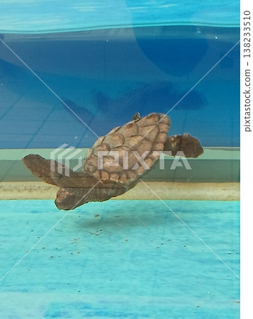 Baby sea turtles swimming underwater | A cute aquarium image of marine life Baby sea turtles swimming underwater | A cute aquarium image of marine life 138233510