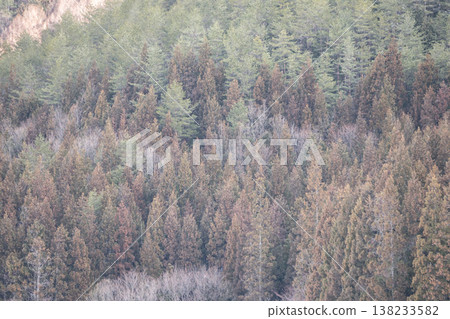 The scenery of the cedar forest and the hillside of the foothills, which turn reddish-brown in early spring. The scenery of the cedar forest and the hillside of the foothills, which turn reddish-brown in early spring. 138233582