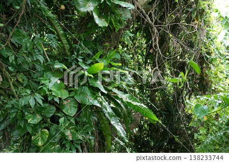 A densely wooded forest 138233744