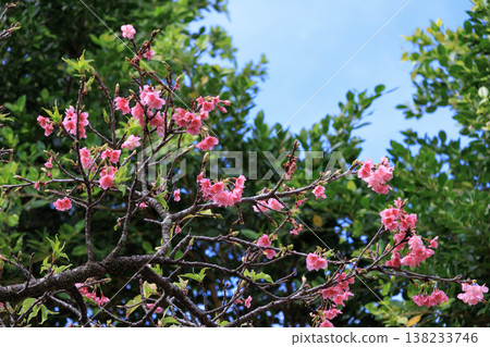 Cherry blossoms blooming in the forest Cherry blossoms blooming in the forest 138233746