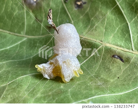 Grasshopper eggs on a leaf Grasshopper eggs on a leaf 138233747