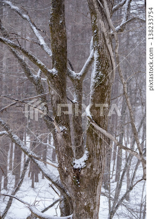 Snow piled on the tree bark and a winter forest awaiting early spring. Snow piled on the tree bark and a winter forest awaiting early spring. 138233754