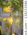 A vertical composition image of a branch lined with yellow foxface berries, easy to use for gardening and seasonal decorations. 138233986