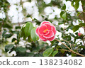 A single camellia with white edges and sunlight filtering through the trees – a floral arrangement suitable for garden viewing or spring promotions. 138234082