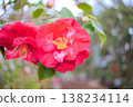 A floral image featuring clusters of red camellia blossoms against a blurred background of a path, suitable for garden viewing or spring promotions. 138234114