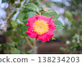 A close-up of a single red camellia and its stamens; a floral image suitable for garden viewing or spring promotions. 138234203