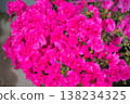 Ambrosiana flowers, a vibrant spring gardening element perfect for promoting potted plants. 138234325