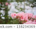 Ambrosiana's pale pink flowers against a large bokeh background; a gardening resource suitable for spring promotions. 138234369