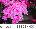 Inger's variegated and double-flowered varieties are horticultural materials that can be used for potted plant sales promotions. 138234403