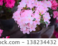 Hiroka's small flowers and potted form make this azalea a convenient material for gardening promotions. 138234432