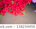 A cluster of azalea blossoms with sun-drenched red flowers, along with some white space, is a spring image that's easy to use for gardening promotions. 138234456