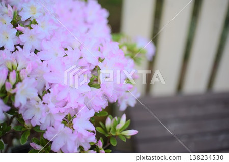 Lady's pale-colored flowers and bench background, azalea material easy to use for gardening promotions. Lady's pale-colored flowers and bench background, azalea material easy to use for gardening promotions. 138234530