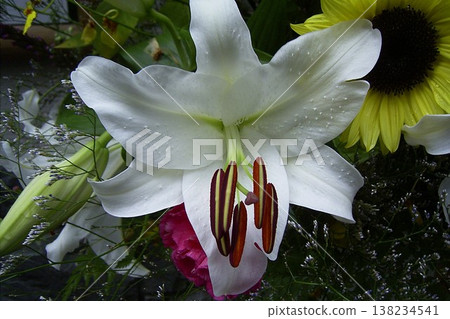 A luxurious and elegant white Casablanca lily 1 138234541