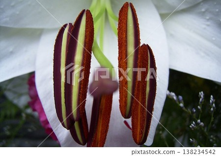 Luxurious and elegant white Casablanca lilies 2 138234542